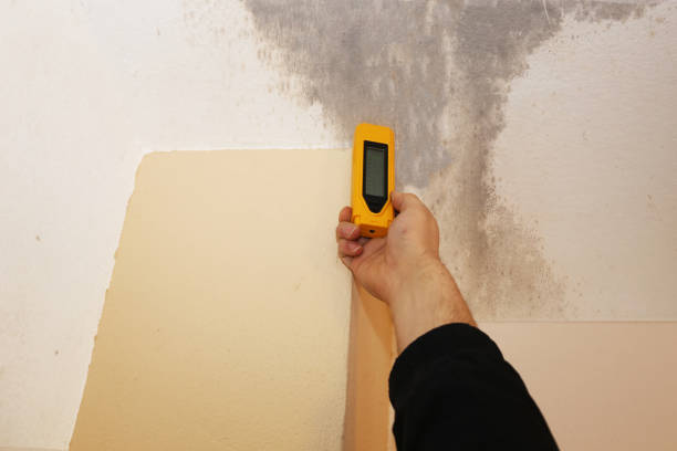 Trusted New Burlington, OH Mold Inspection, Removal & Remediation Experts